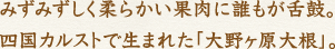 みずみずしく柔らかい果肉に誰もが舌鼓。四国カルストで生まれた「大野ヶ原大根」。