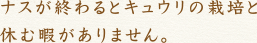 ナスが終わるとキュウリの栽培と休む暇がありません。